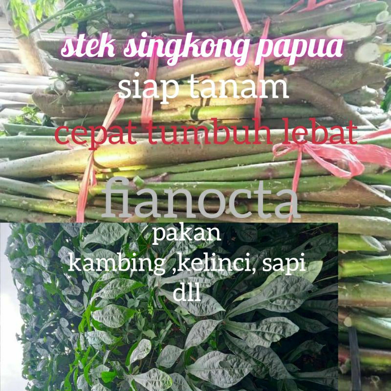 bibit daun singkong papua / telo papua per 1kg