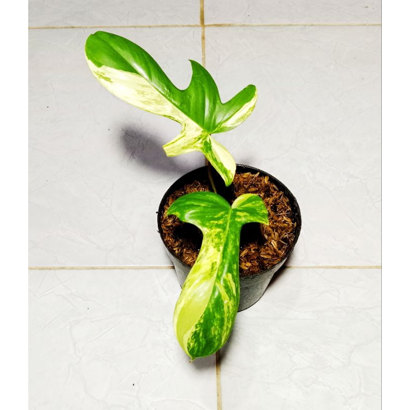 FLOBE 2 daun var menor