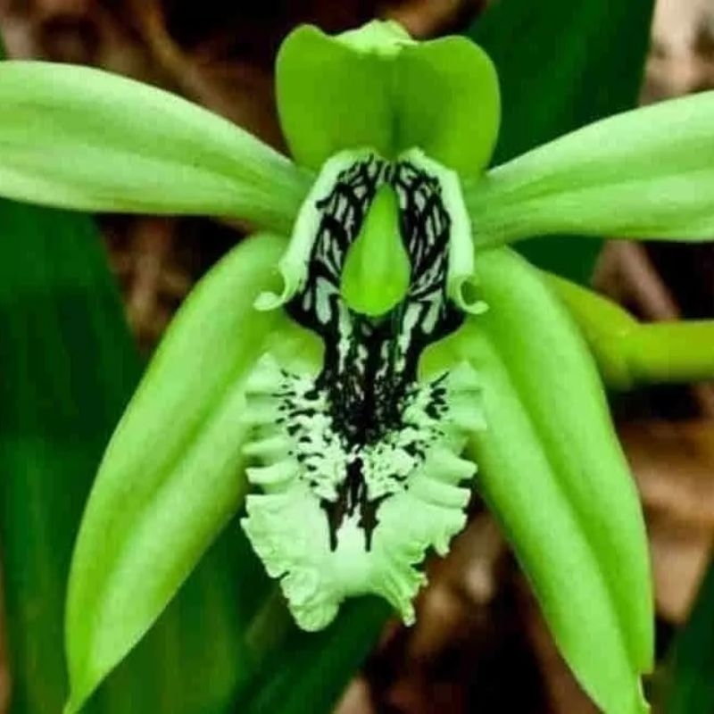 Tanaman Hias Anggrek Dendrobium Hijau