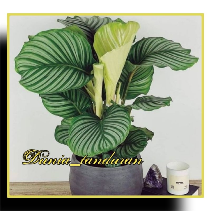 Calathea Orbifolia
