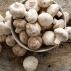 

Jamur Kancing Champignon / Champion