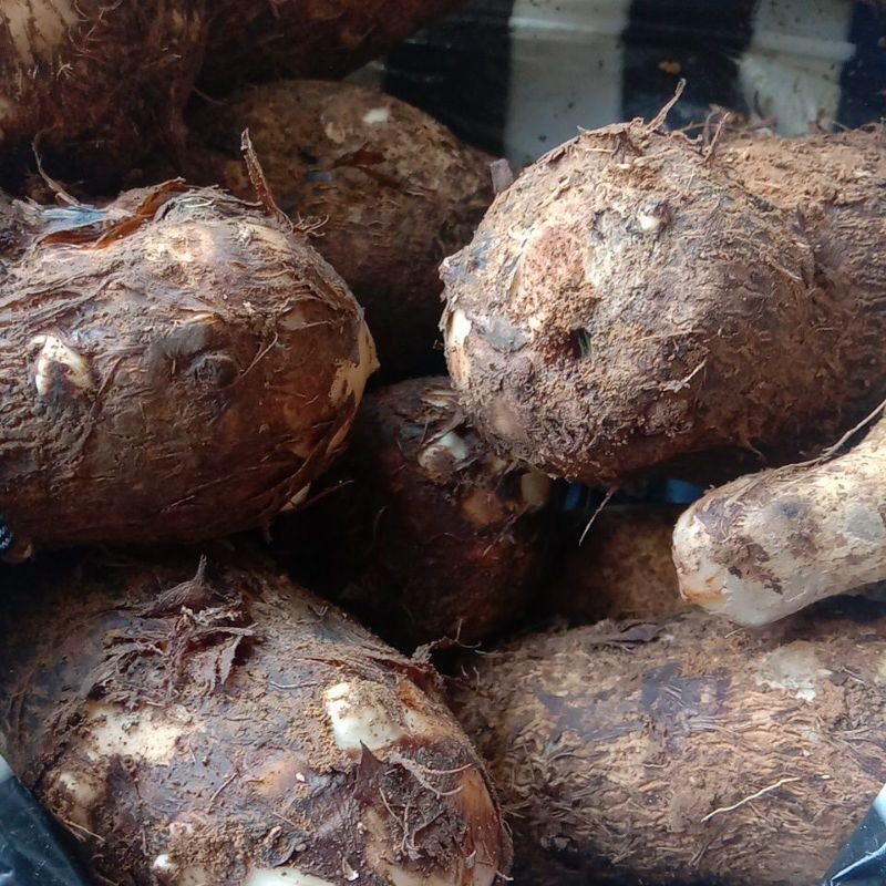 

Bothe | Mbothe mentah SUPER | Pulen |Talas|1kg|Fresh dari kebun