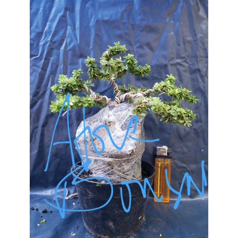 bonsai saeng simbur super micro Thailand on the rock bahan sudah subur