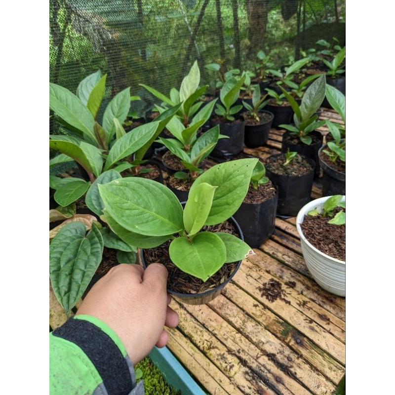 DIARY PETANI - 5 Plant Tanaman Anthurium Jemani Cobra Remaja Mewah