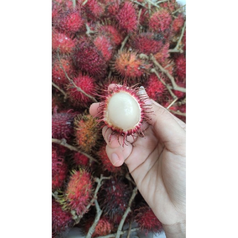 

rambutan