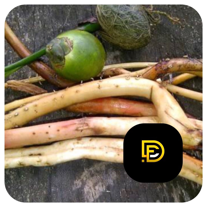 

Akar pinang segar 1 kg langsung dari kebun-az