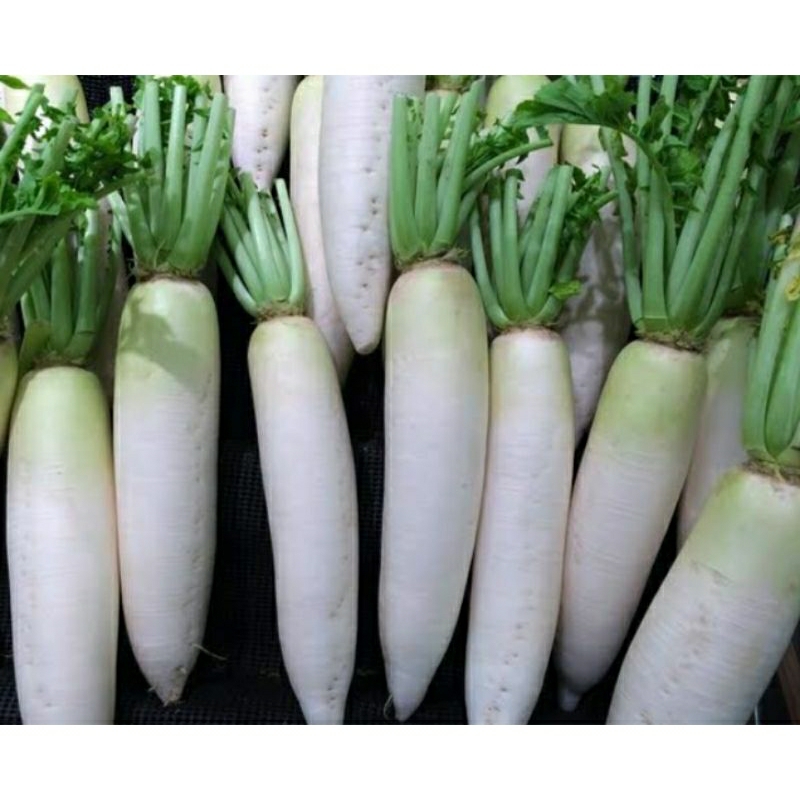 

lobak super murah 1kg