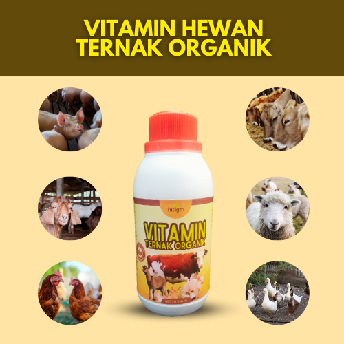Vitamin Ternak Penggemuk Sapi / Vitamin Ternak Penggemukan Sapi Kambing Domba Ayam Pedaging Bebek Ke