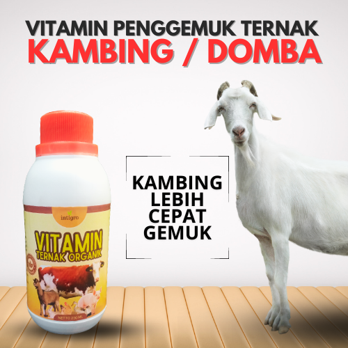 Vitamin Penggemuk Kambing / Vitamin Kambing Penambah Nafsu Makan / Obat Penggemuk Kambing Dan Nafsu 