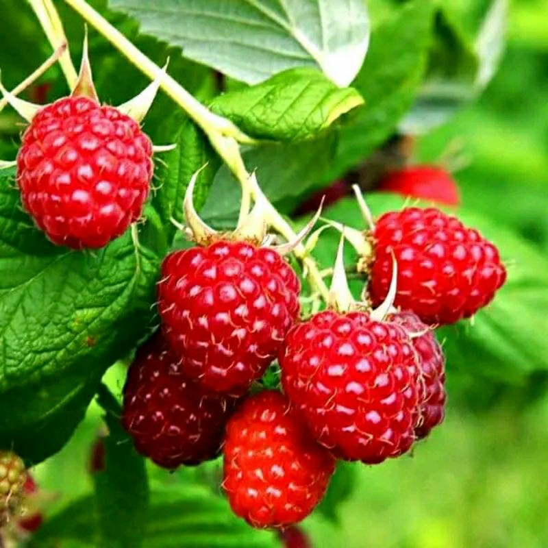 Bibit Raspberry-pohon buah Raspberry-buah Arbei khagreen