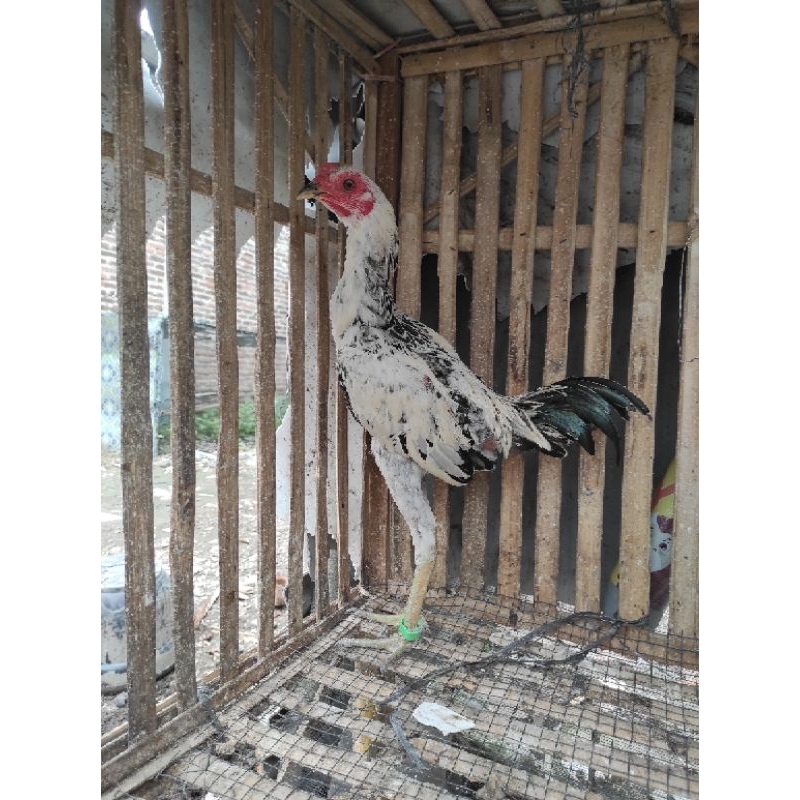 Ayam jantan bahan jago Birma mangon usia 4 bulanan