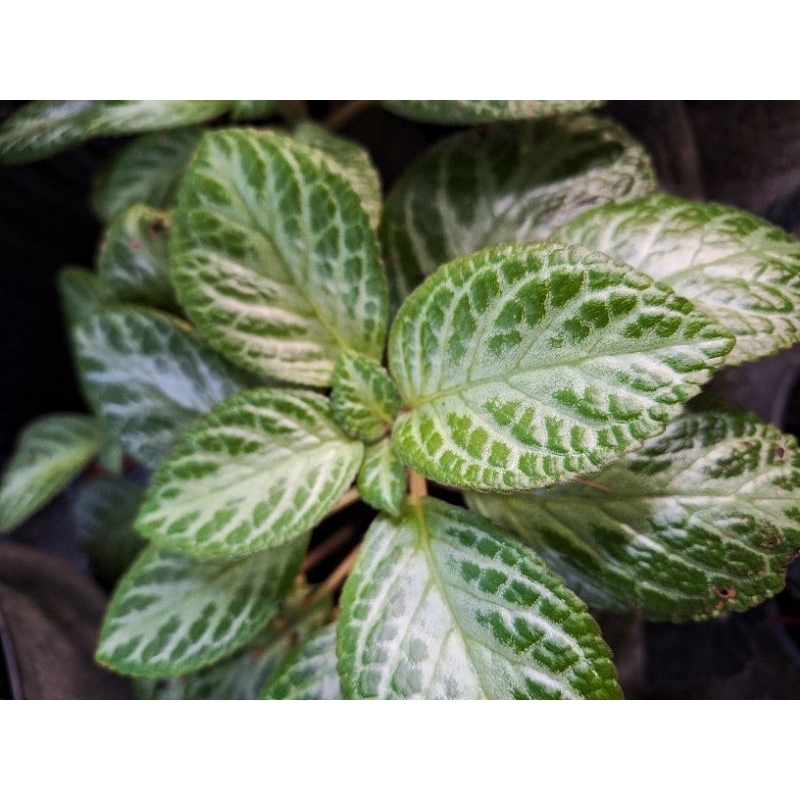 Tanaman Episcia Cupreata Hijau / episcia cupreata hijau besar