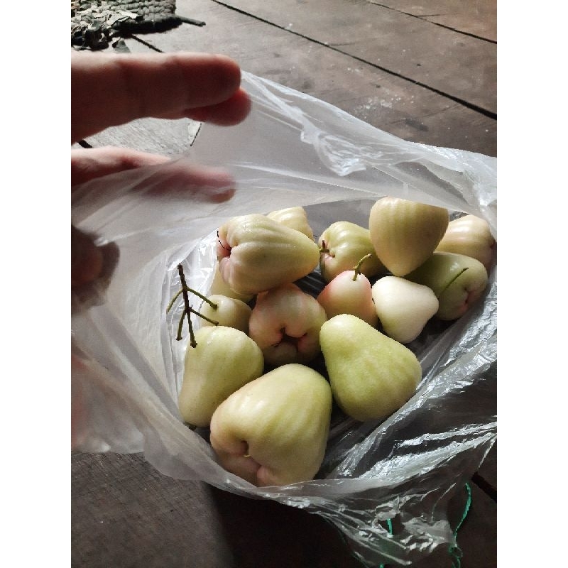 

jambu madu deli buah