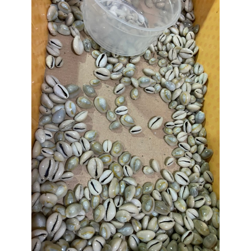 Kerang / Kuwuk Untuk Permainan Congklak