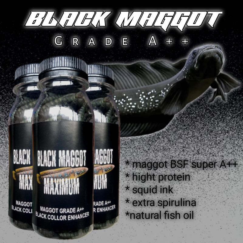 BLACK MAGGOT GRADE A++ pakan channa asiatica & channa maru