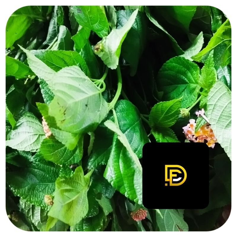 

Daun tembelekan daun lantana camara segar 1 kg-az