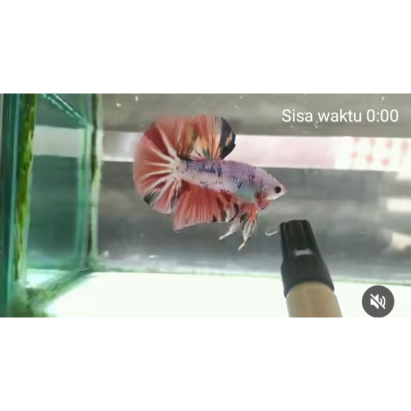 Cupang Nemo candy hmpk Giant