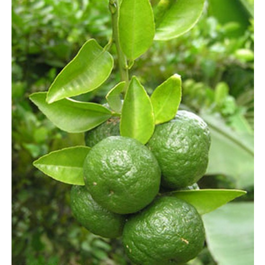 Bibit Tanaman Buah Jeruk Sambal / Jeruk Limau Leemo (Sudah Berbuah)