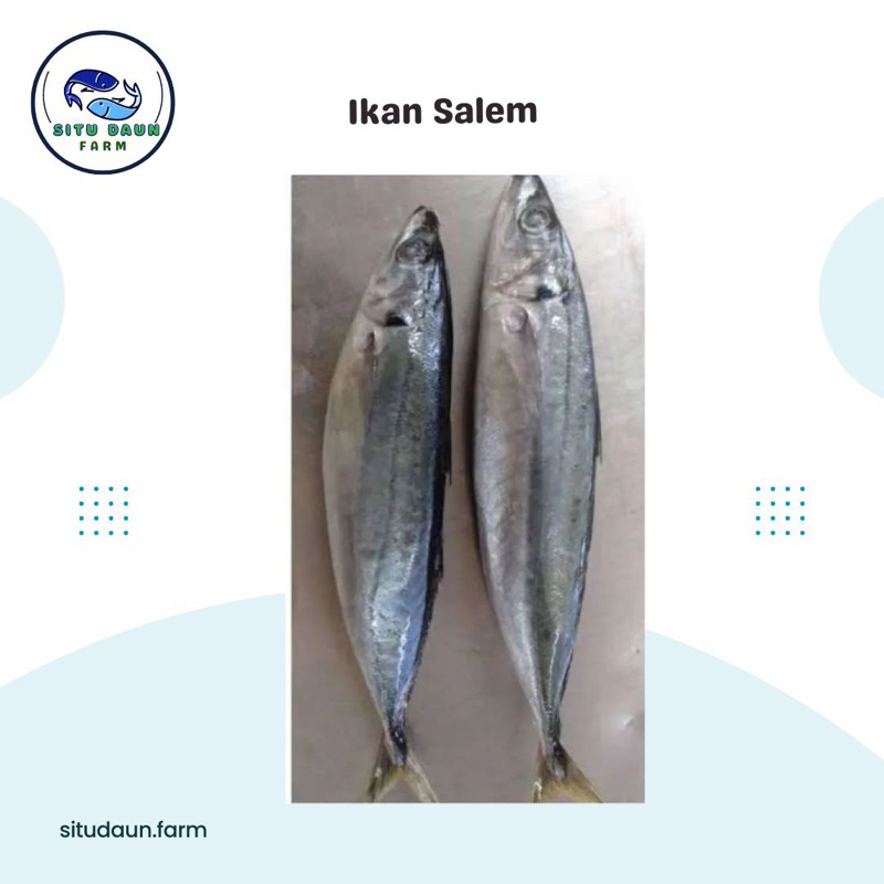 

Ikan Salem Murah dan Berkualitas