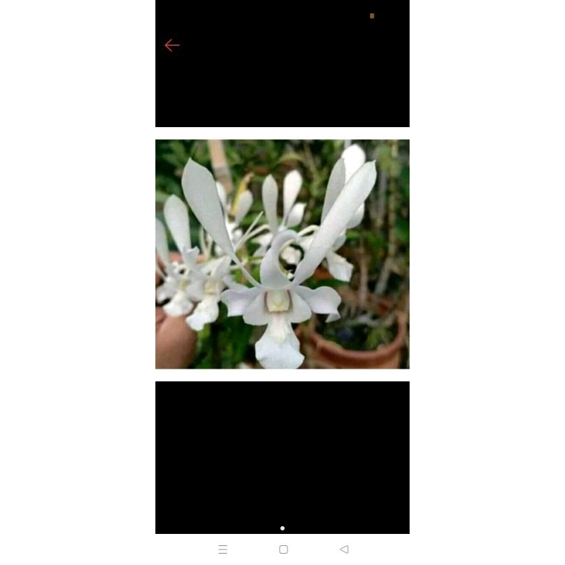 tanaman hias anggrek dendrobium capung Jawa sudah dewasa