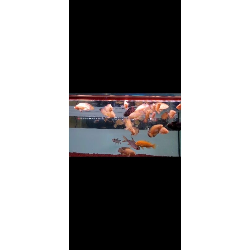 OSCAR LEMON MATA ALBINO SIZE 3JARI GRADE A+