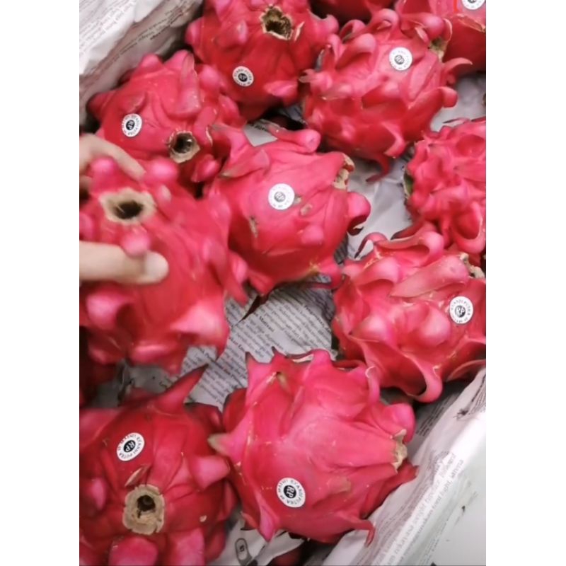 

BUAH NAGA MERAH
