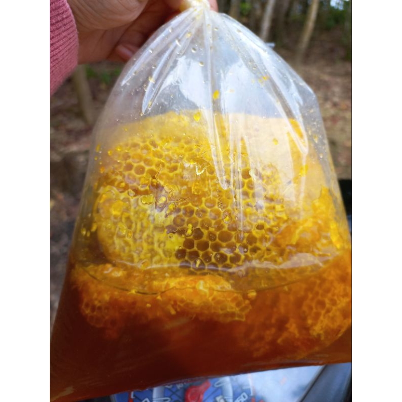 

Madu sarang Hutan liar odeng/apisdorsata
