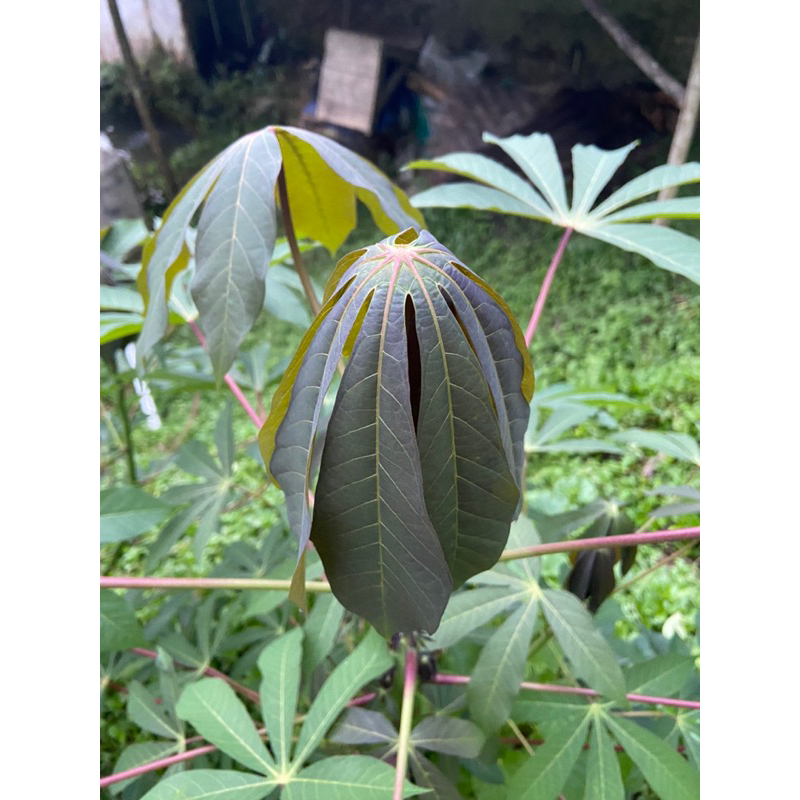 

Daun singkong sapi kuru daun singkong genderewo segar 500 gram-az