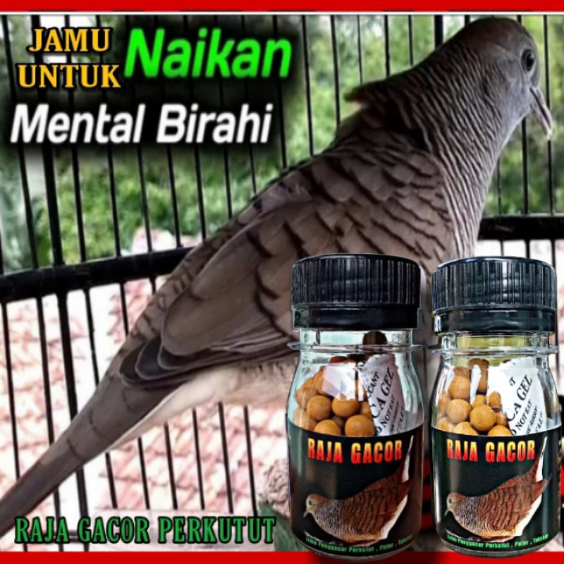 100 BUTIR JAMU BURUNG PERKUTUT RAJA GACOR obat perkutut agar cepat gacor obat malas bunyi full kerot