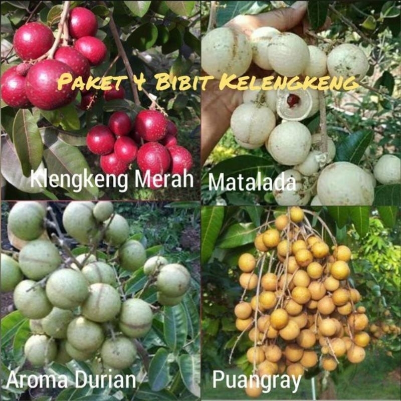 satu paket isi 4  bibit kelengkeng Varian berbeda