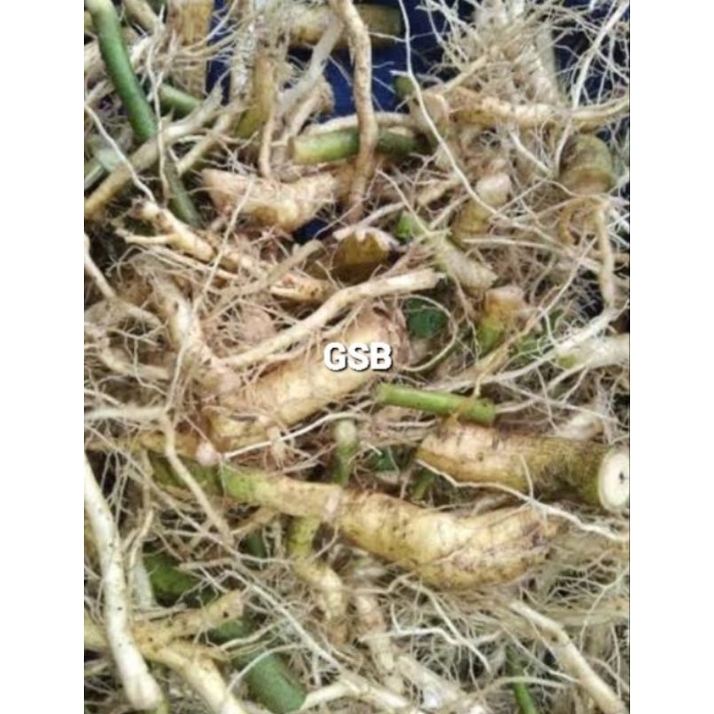 

Akar sidaguri jantan akar sidoguri segar 250 gram