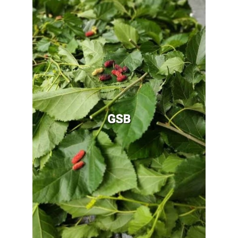 

Daun murbei daun arbei segar 400 gram