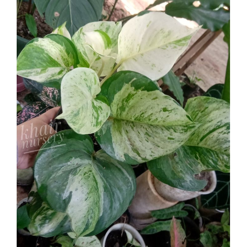 bibit manjula rimbun