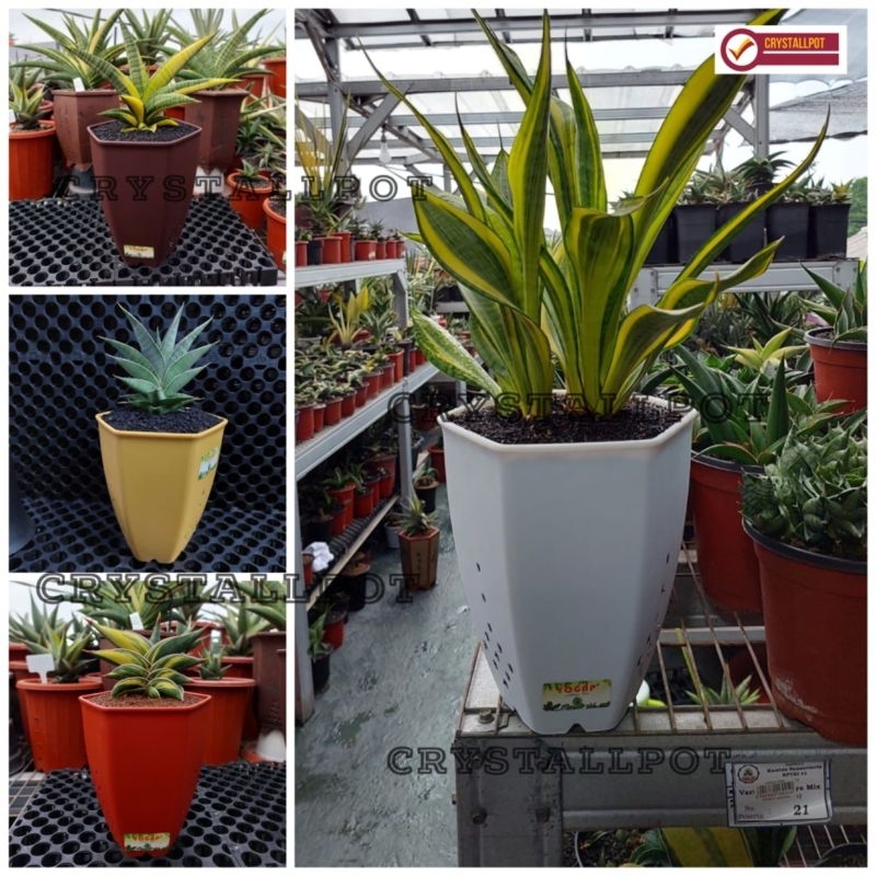 POT BUNGA TANAMAN TINGGI YOGAP 15 SEGI 6 WARNA WARNI - YOGAP YP6 15