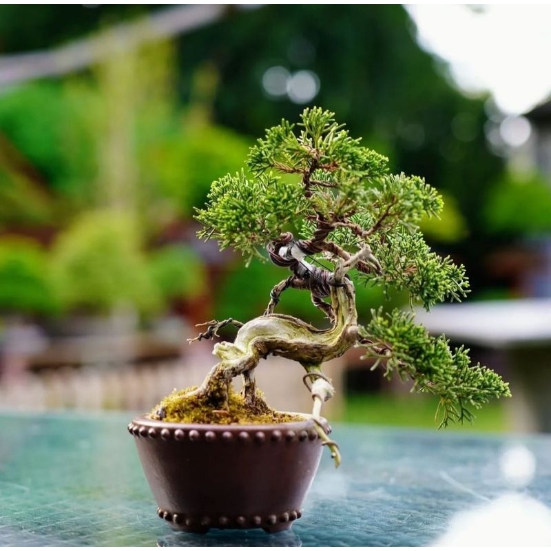 bonsai Cemara sargentii itoigawa-sargenti jarum siap proses