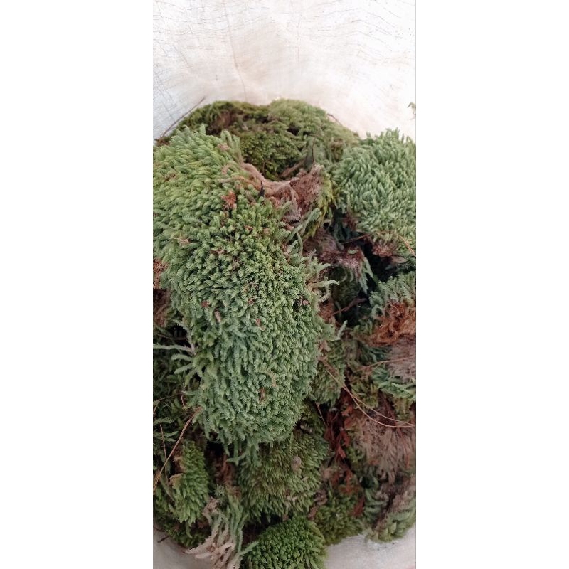 lumut hidup/lumut pinus/hiasan bonsai/500gram