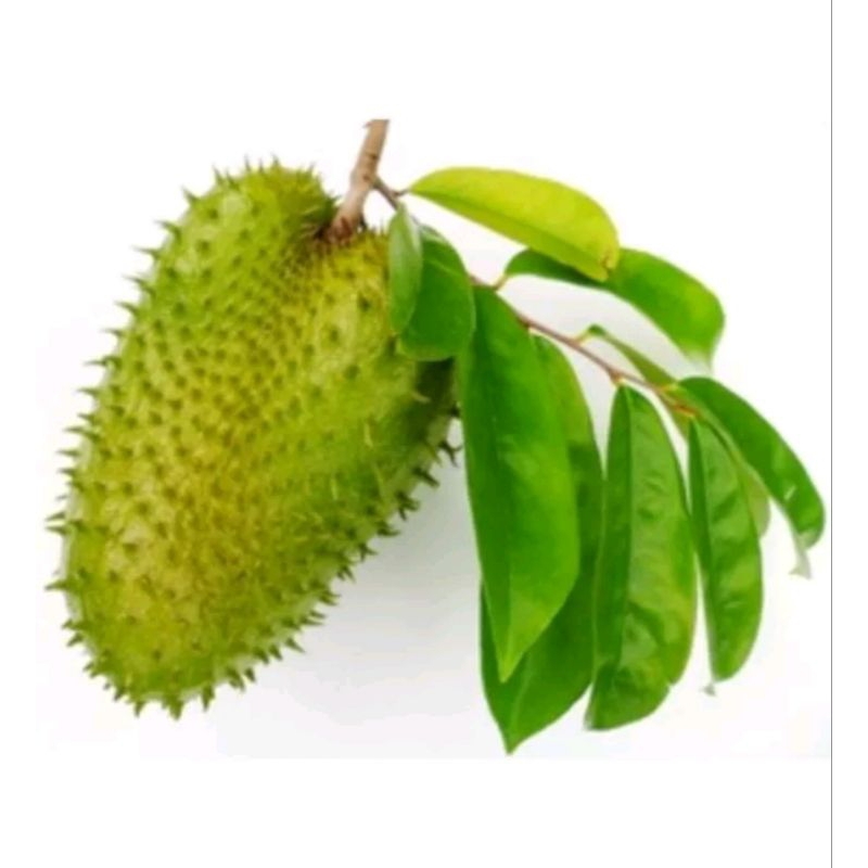 

daun sirsak segar anti pestisida (perpicis)
