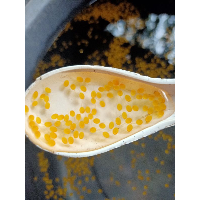larva telur gurame soang paket 500 ekor