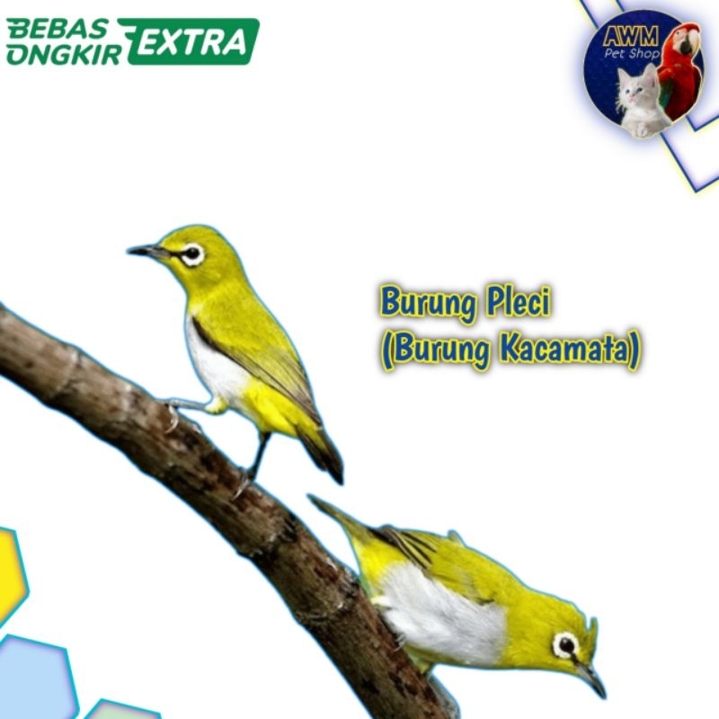 BURUNG KACAMATA/BURUNG PLECI BUXTO/PLECI BUSTO