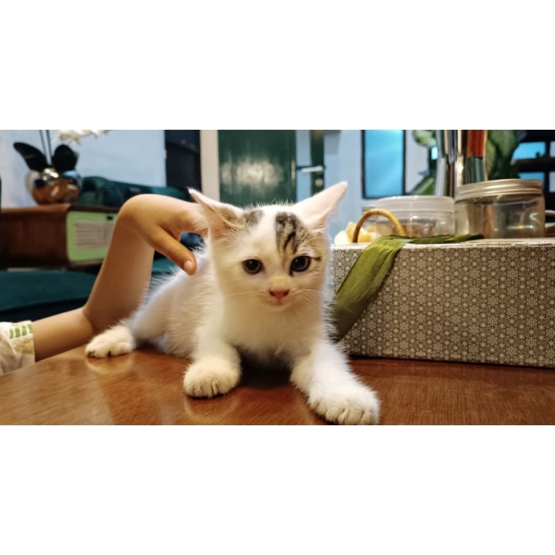 Adopsi Anak Kucing/Kitten Persia Campuran