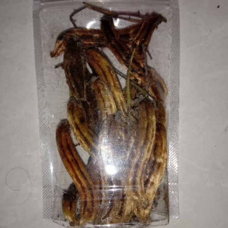 

Rawe Gatal Kara benguk atau kacang babi (Mucuna pruriens)
