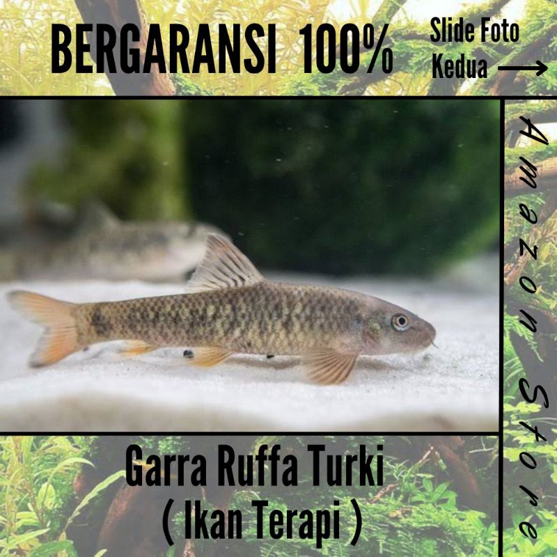 Ikan Garra Ruffa Turki / Ikan terapi Kaki