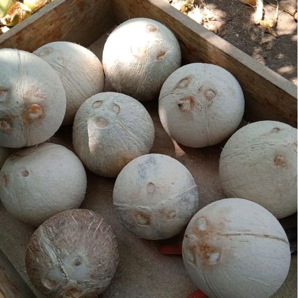 

Kelapa Kopyor Dari Pati Ukuran S.(-+) 25-27cm Keliling