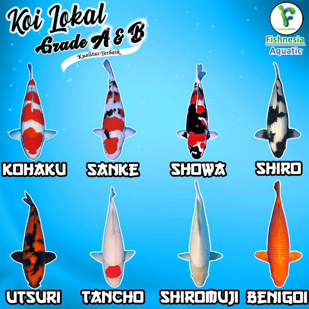 [Beli 10 Gratis 1]Bibit Ikan Hias Koi Grade A Kohaku/Sanke/Shiro/Showa/Utsuri 11-15 Cm