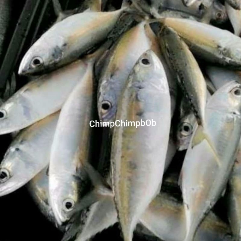 

IKAN BANYAR SEGAR 500 GRAM