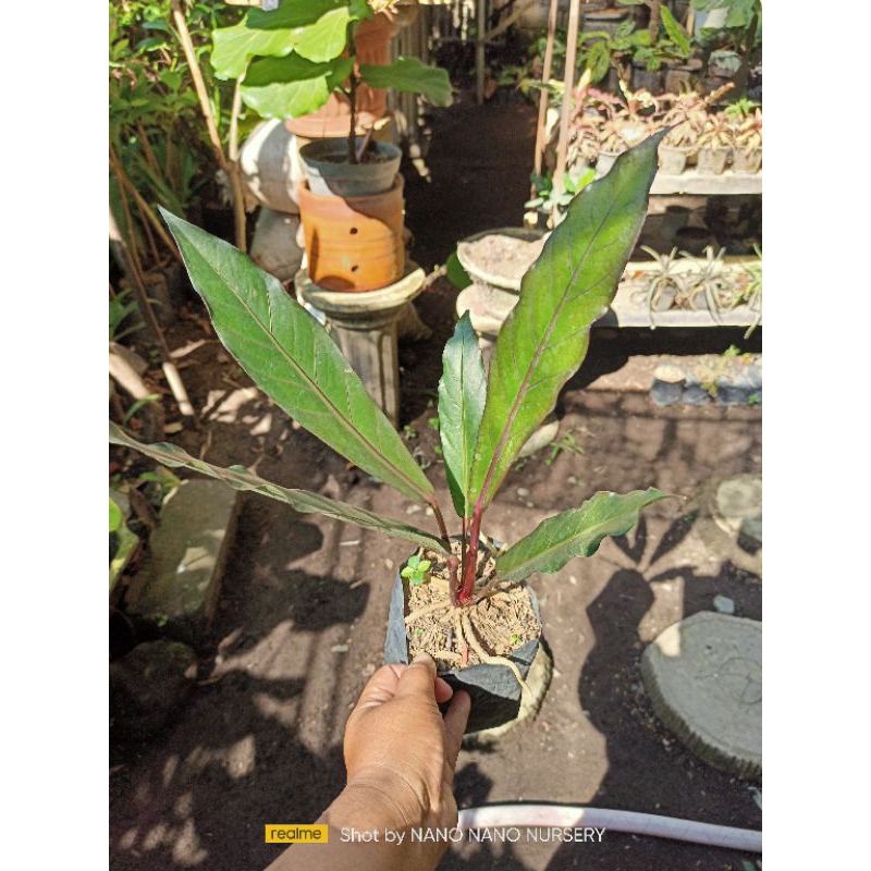 anthurium hokeri black