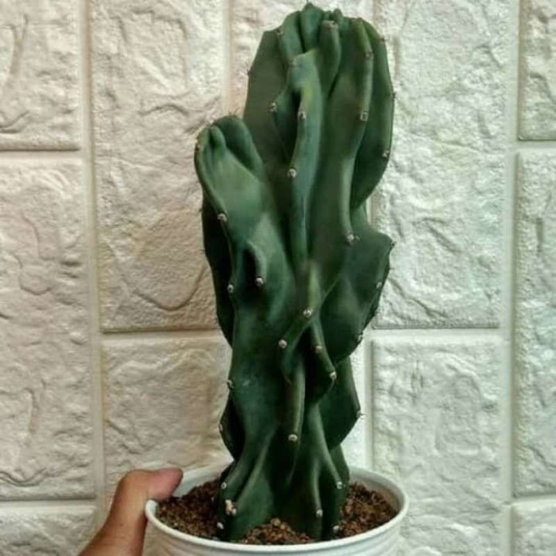 Tanaman hias kaktus lilin - tanaman hias kaktus