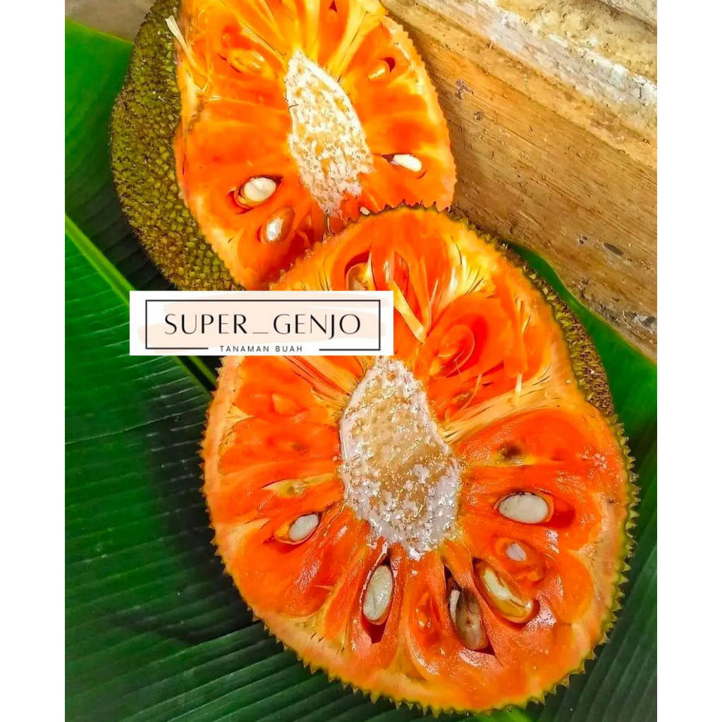 Bibit Nangka Merah Super
