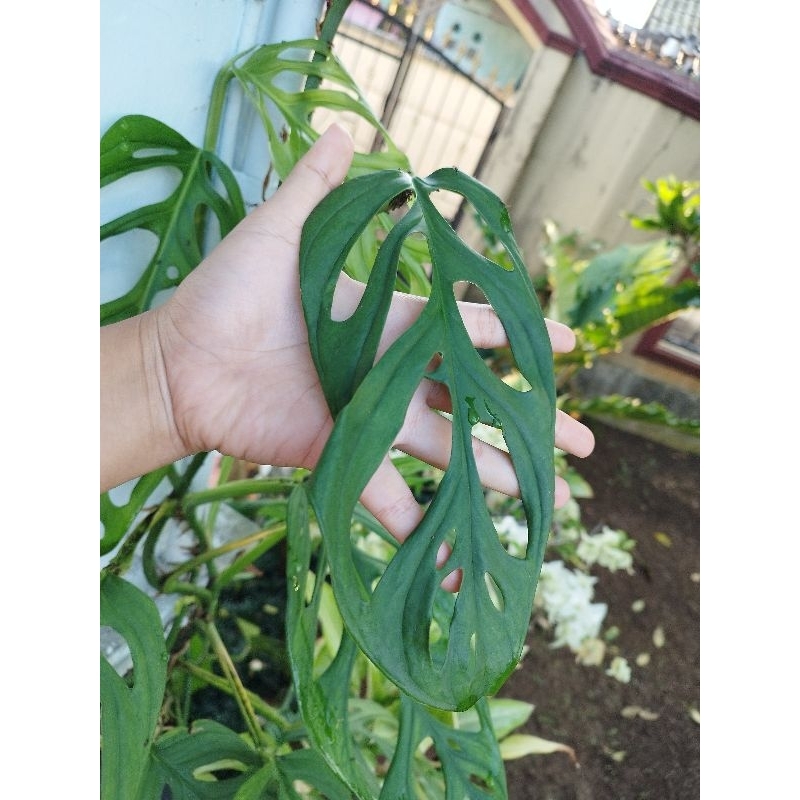 Janda Bolong (Monstera adansonii variegata)
