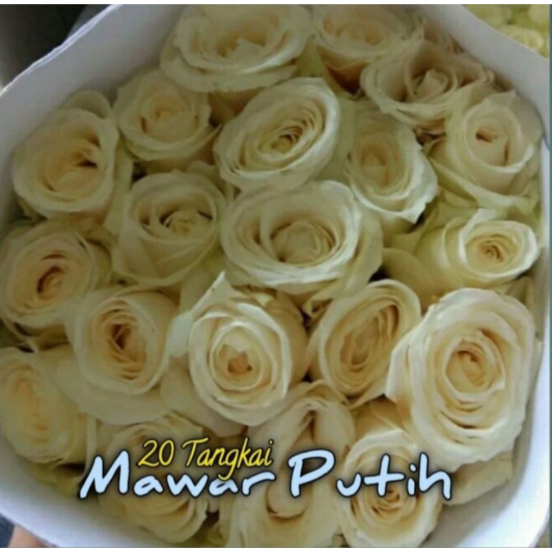 bunga mawar putih 20 tangkai segar